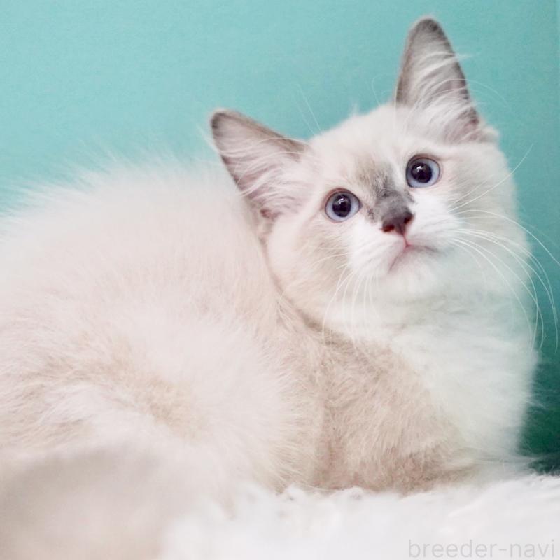 成約済の東京都のラグドール-124811の3枚目