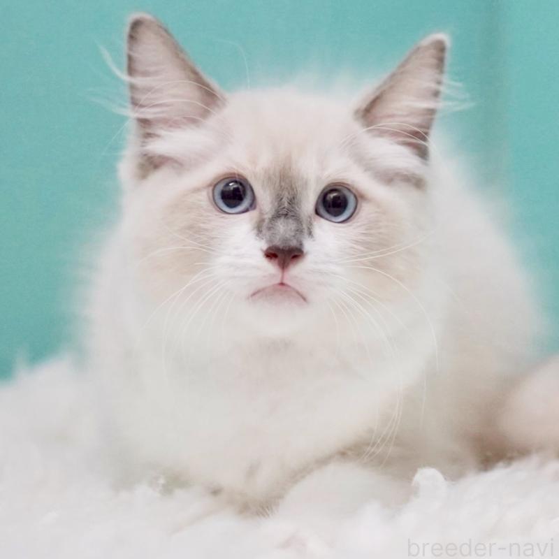 成約済の東京都のラグドール-124811の2枚目