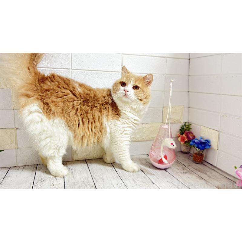 販売中の埼玉県のブリティッシュショートヘア-107260の1枚目