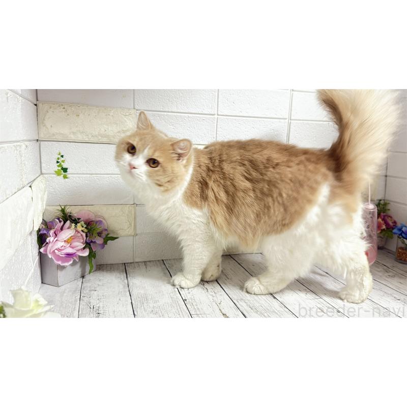 販売中の埼玉県のブリティッシュショートヘア-107260の12枚目