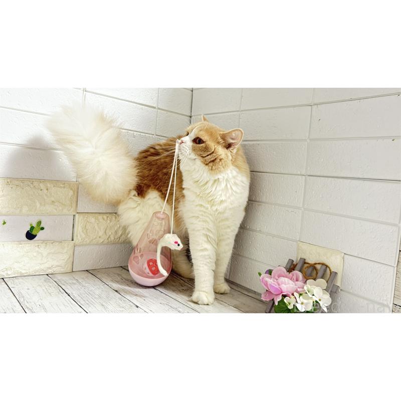 販売中の埼玉県のブリティッシュショートヘア-107260の11枚目