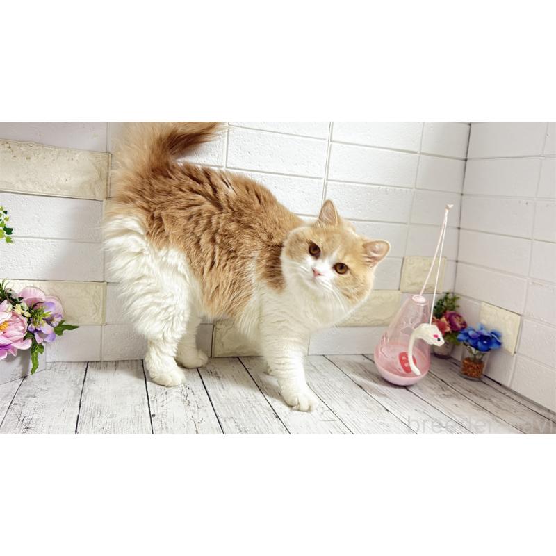 販売中の埼玉県のブリティッシュショートヘア-107260の10枚目