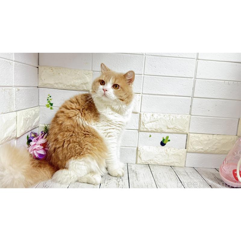 販売中の埼玉県のブリティッシュショートヘア-107260の9枚目