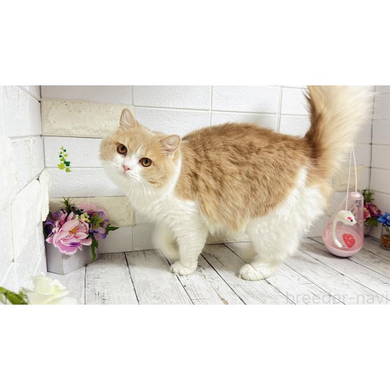 販売中の埼玉県のブリティッシュショートヘア-107260の7枚目