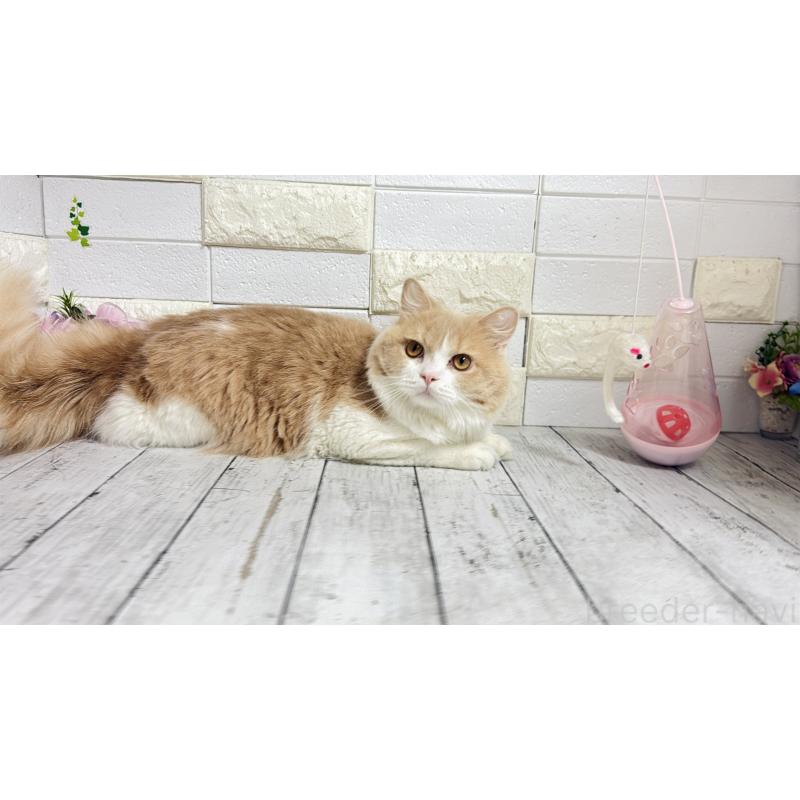 販売中の埼玉県のブリティッシュショートヘア-107260の6枚目