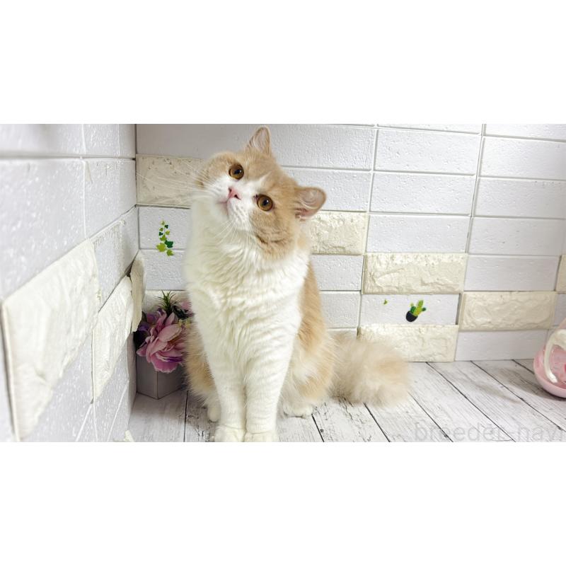 販売中の埼玉県のブリティッシュショートヘア-107260の5枚目