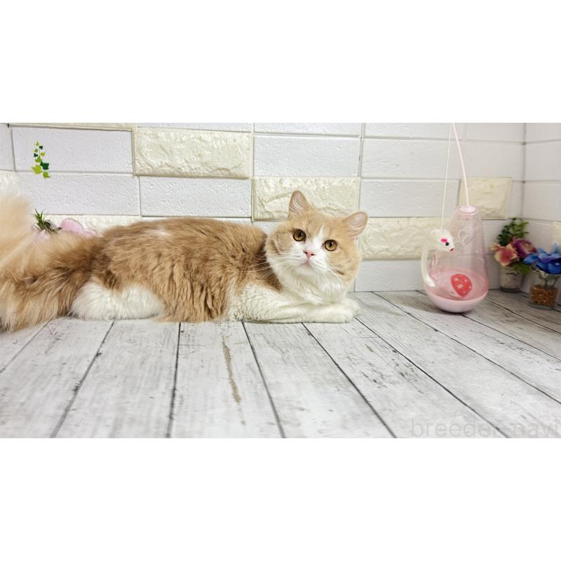 販売中の埼玉県のブリティッシュショートヘア-107260の4枚目