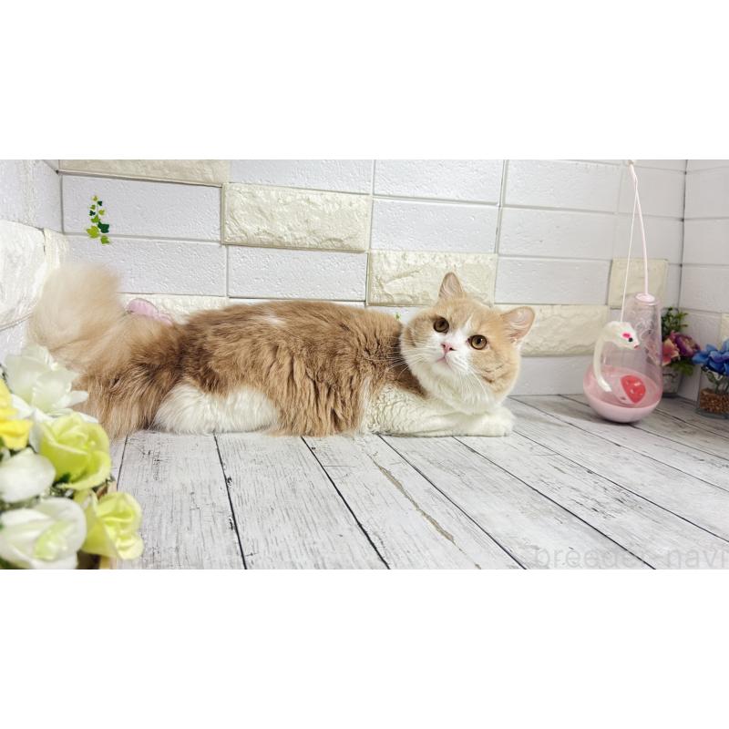 販売中の埼玉県のブリティッシュショートヘア-107260の3枚目