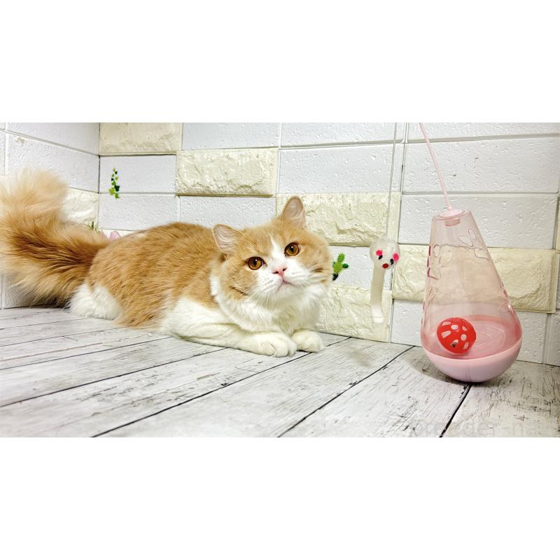 販売中の埼玉県のブリティッシュショートヘア-107260の2枚目