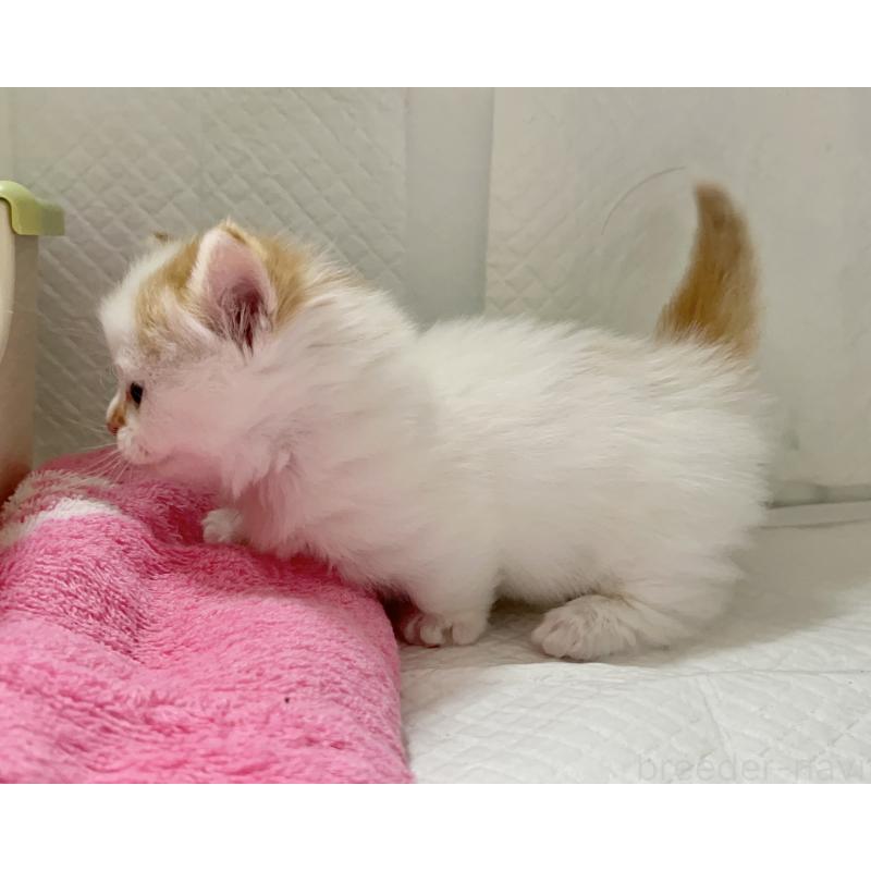 販売中の熊本県のマンチカン(短足)-129250の4枚目