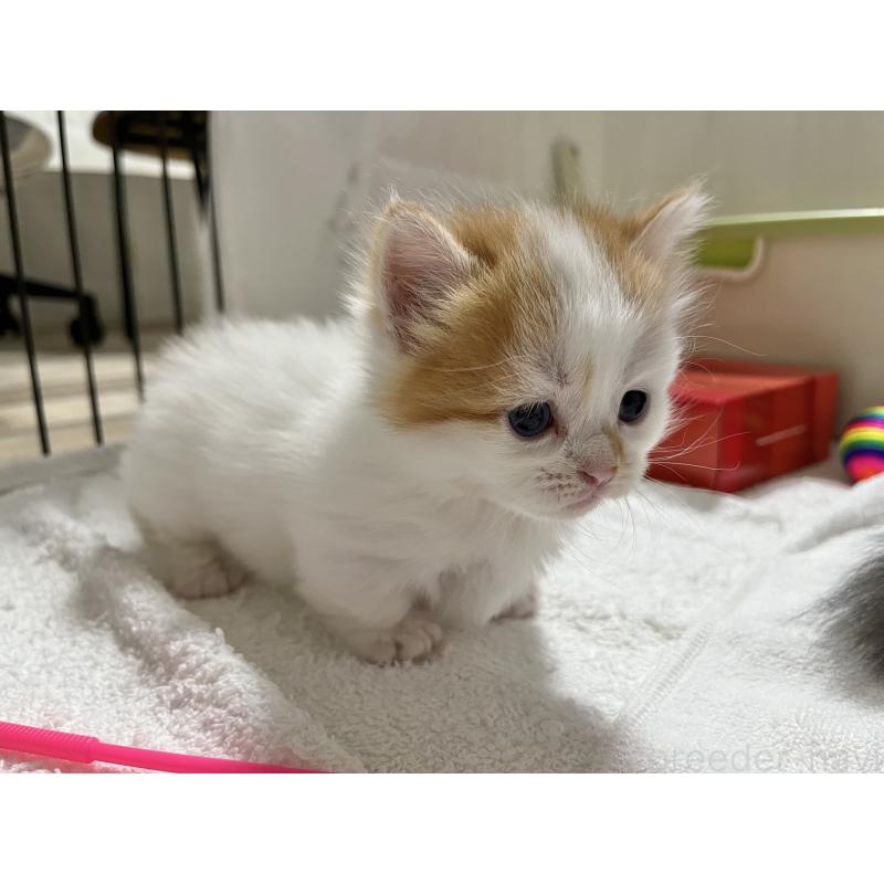 販売中の熊本県のマンチカン(短足)-129250の2枚目