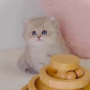 オンライン見学