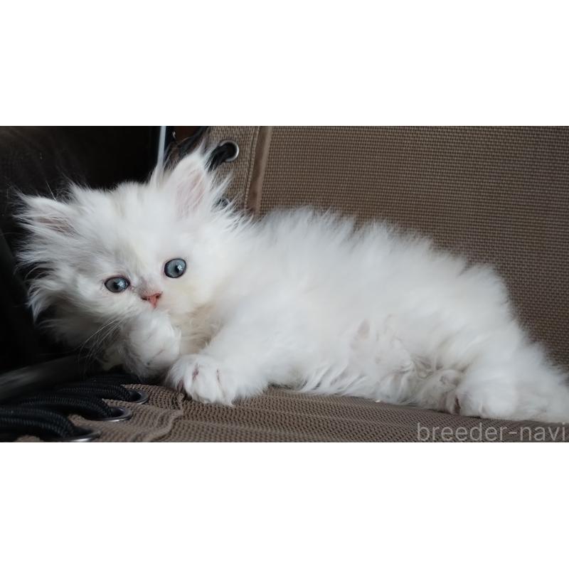 販売中の岡山県のペルシャ-128145の5枚目