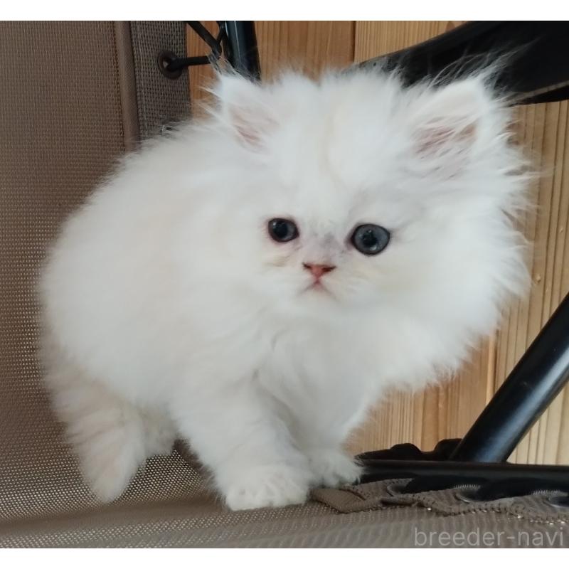 販売中の岡山県のペルシャ-128145の4枚目