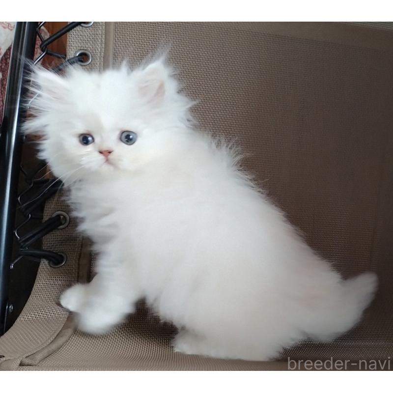 販売中の岡山県のペルシャ-128145の3枚目