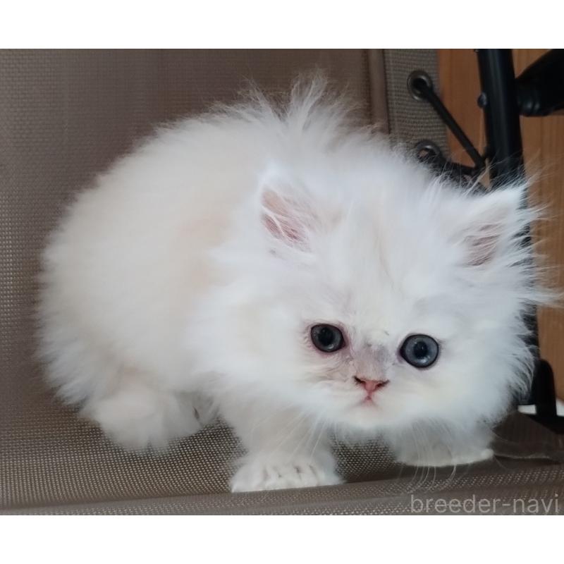 販売中の岡山県のペルシャ-128145の2枚目