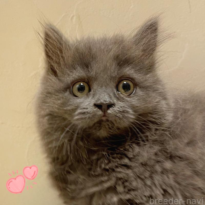 販売中の東京都のブリティッシュロングヘア-129261の6枚目