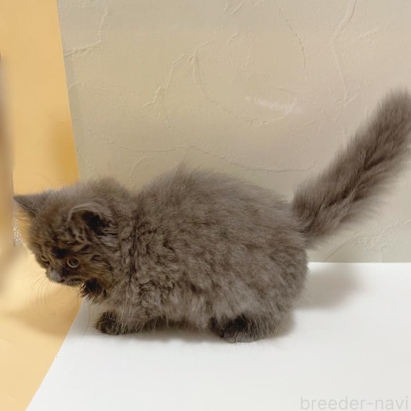 販売中の東京都のブリティッシュロングヘア-129261の5枚目