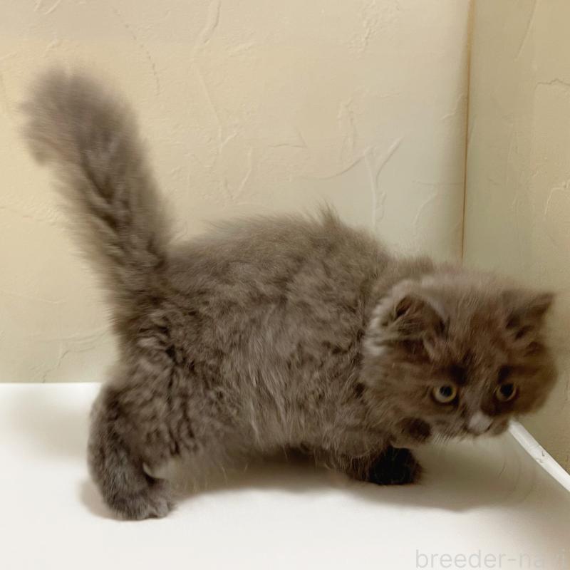 販売中の東京都のブリティッシュロングヘア-129261の4枚目