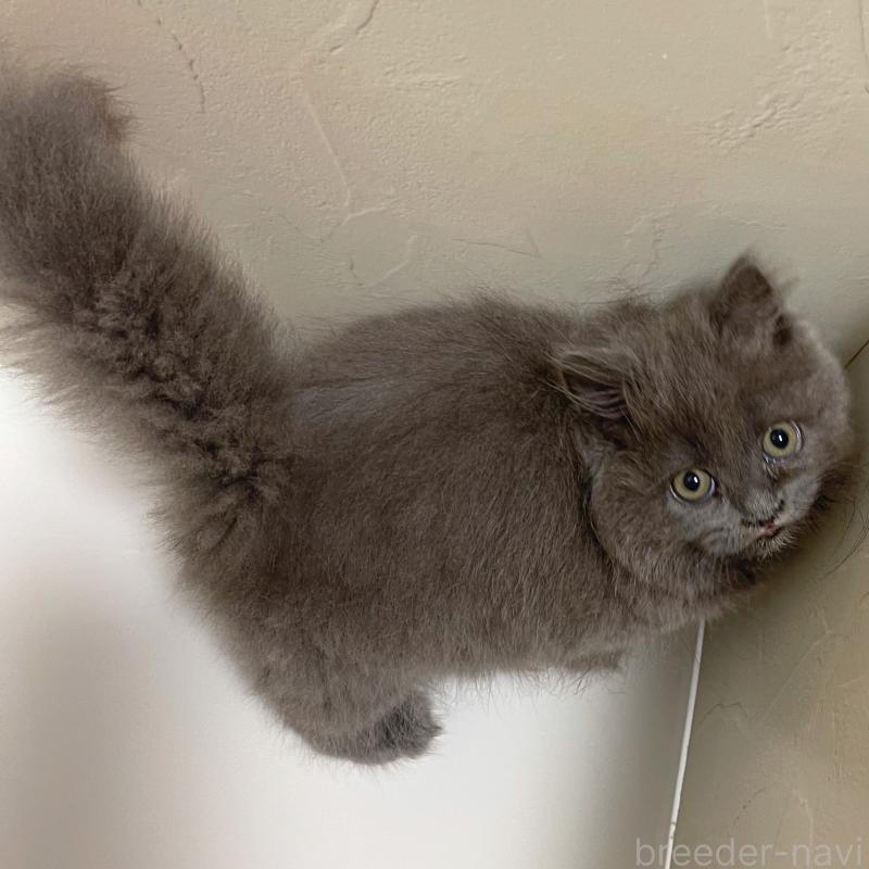 販売中の東京都のブリティッシュロングヘア-129261の3枚目