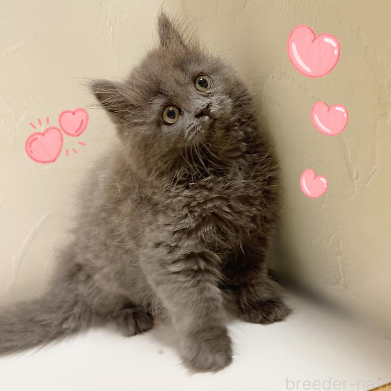 販売中の東京都のブリティッシュロングヘア-129261の2枚目