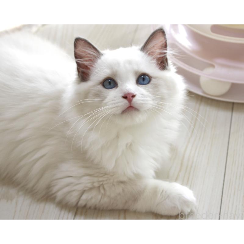 販売中の山梨県のラグドール-123973の2枚目