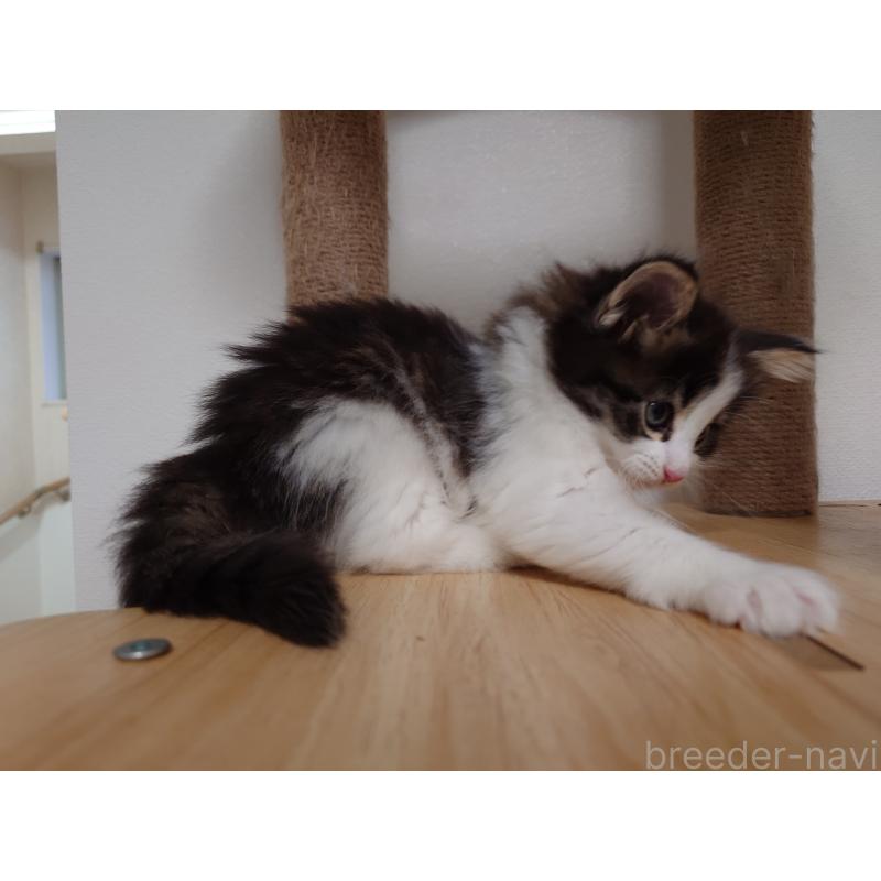 販売中の埼玉県のノルウェージャンフォレストキャット-127522の14枚目