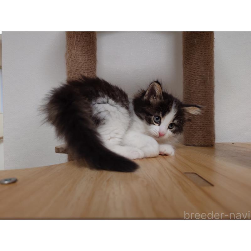 販売中の埼玉県のノルウェージャンフォレストキャット-127522の11枚目