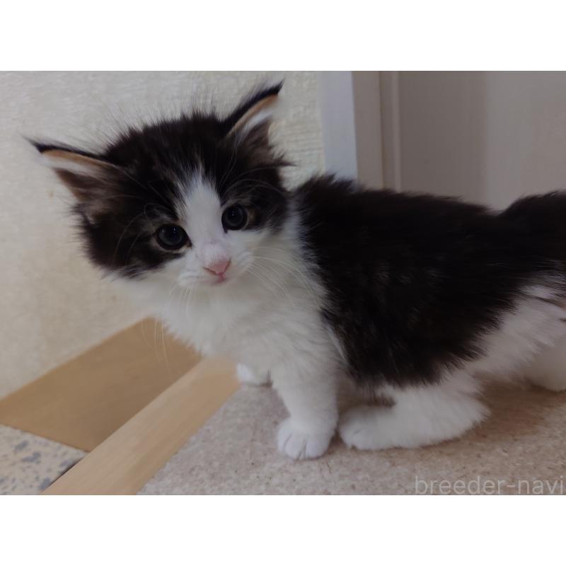 販売中の埼玉県のノルウェージャンフォレストキャット-127522の10枚目