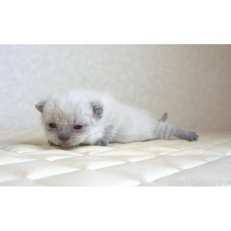 販売中の静岡県のセルカークレックス-129199の4枚目