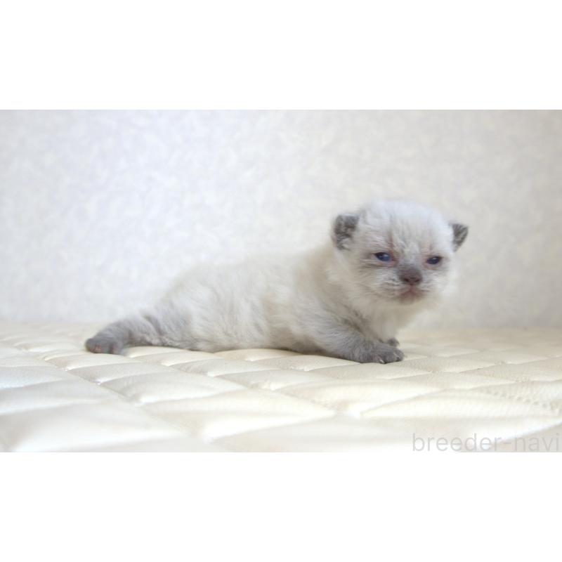 販売中の静岡県のセルカークレックス-129199の3枚目