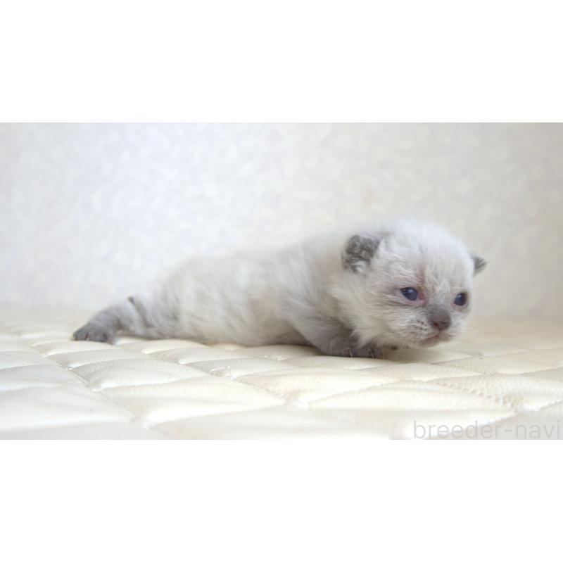 販売中の静岡県のセルカークレックス-129199の2枚目