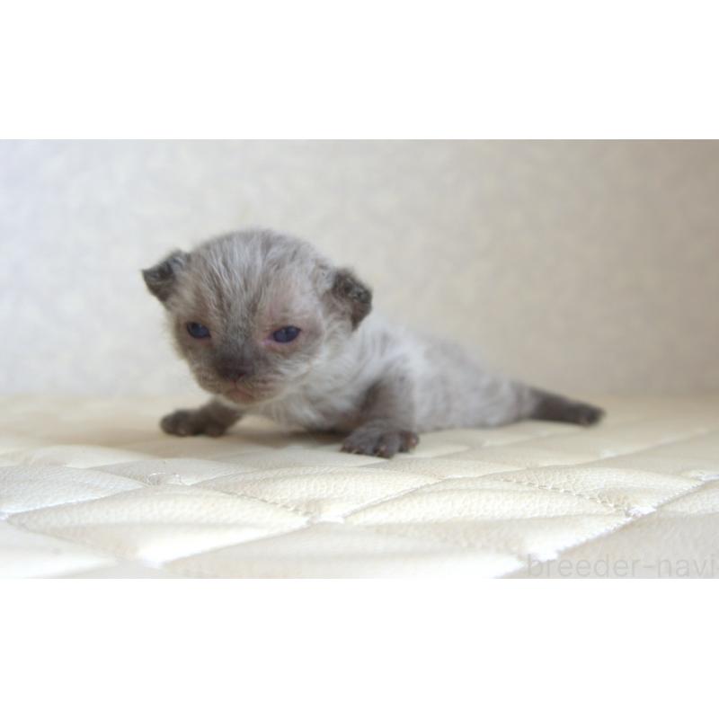 販売中の静岡県のセルカークレックス-129200の2枚目