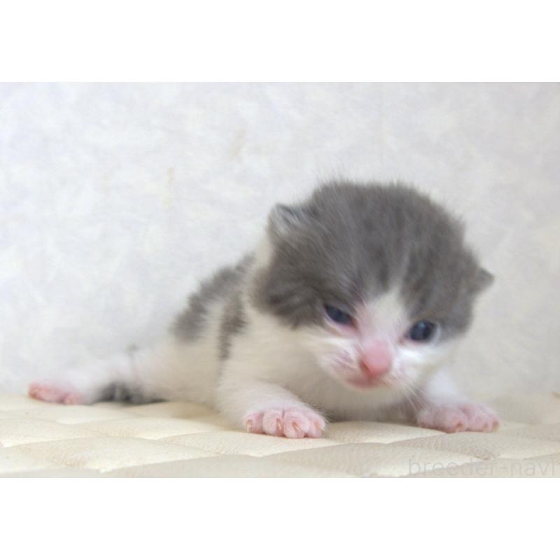 販売中の静岡県のブリティッシュショートヘア-129201の3枚目