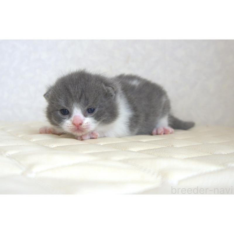 販売中の静岡県のブリティッシュショートヘア-129202の3枚目