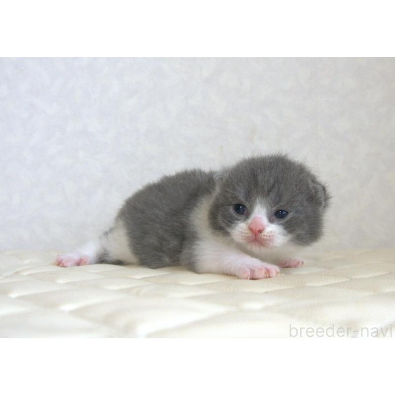販売中の静岡県のブリティッシュショートヘア-129202の2枚目