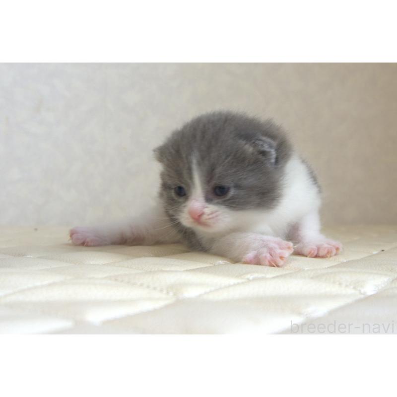 販売中の静岡県のブリティッシュショートヘア-129204の3枚目