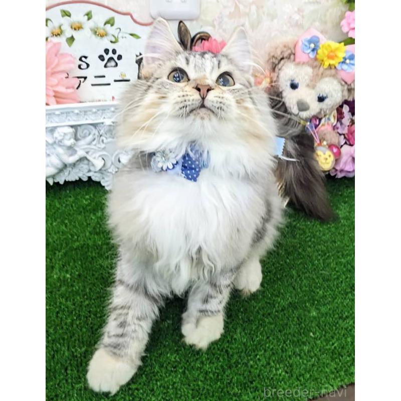 販売中の千葉県のメインクーン-129210の5枚目