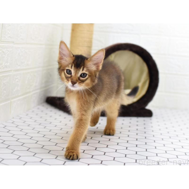 販売中の大阪府のソマリ-127920の9枚目