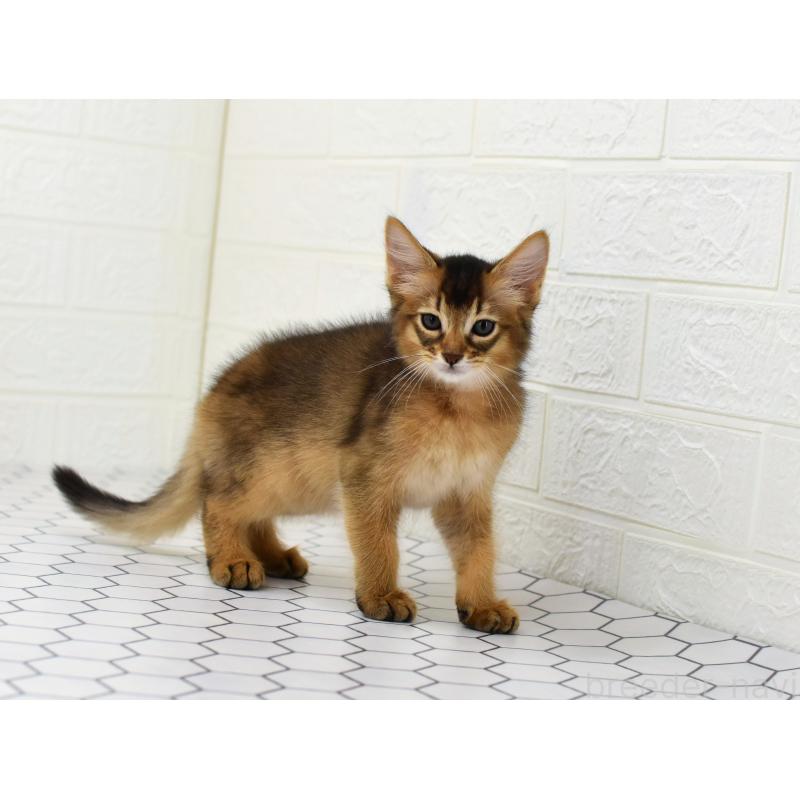 販売中の大阪府のソマリ-127920の8枚目