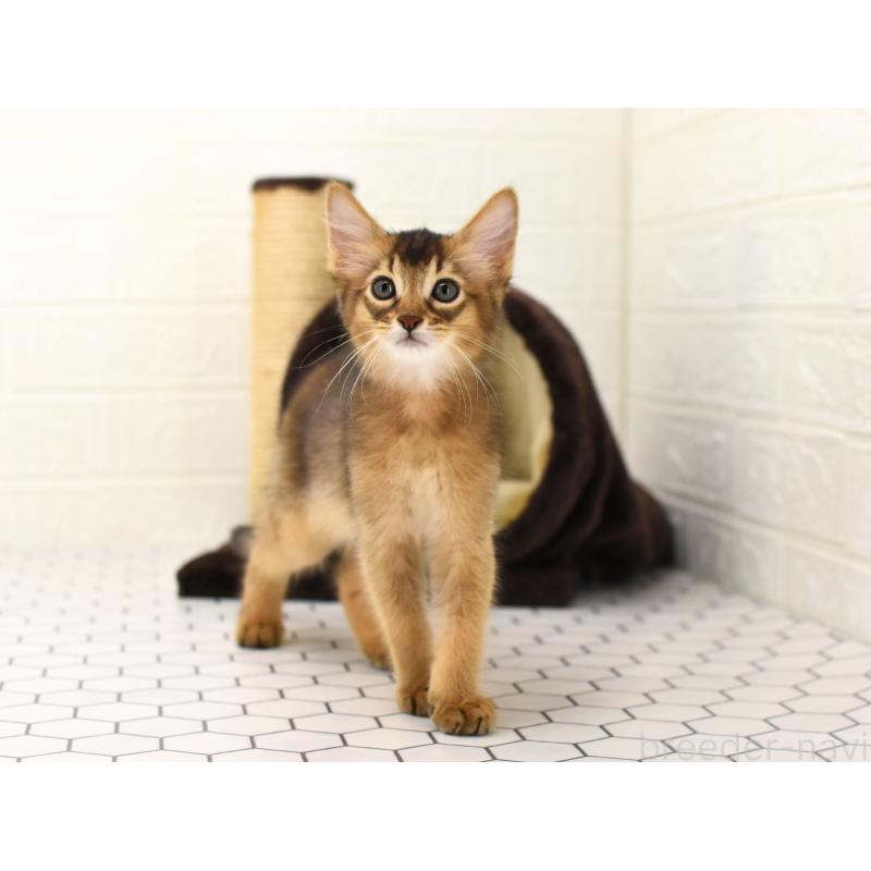 販売中の大阪府のソマリ-127920の7枚目