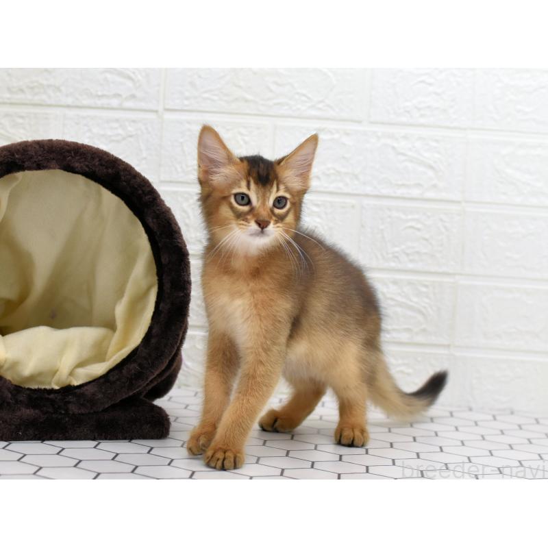 販売中の大阪府のソマリ-127920の6枚目