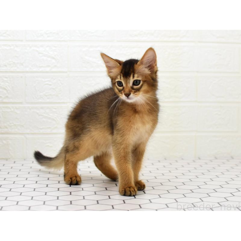 販売中の大阪府のソマリ-127920の5枚目