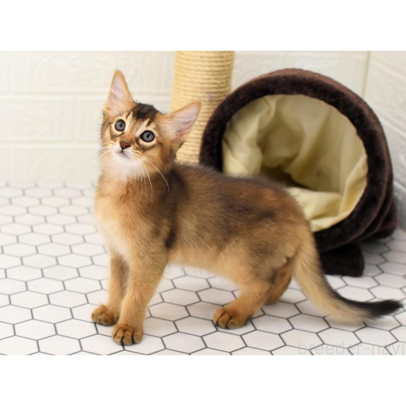 販売中の大阪府のソマリ-127920の4枚目