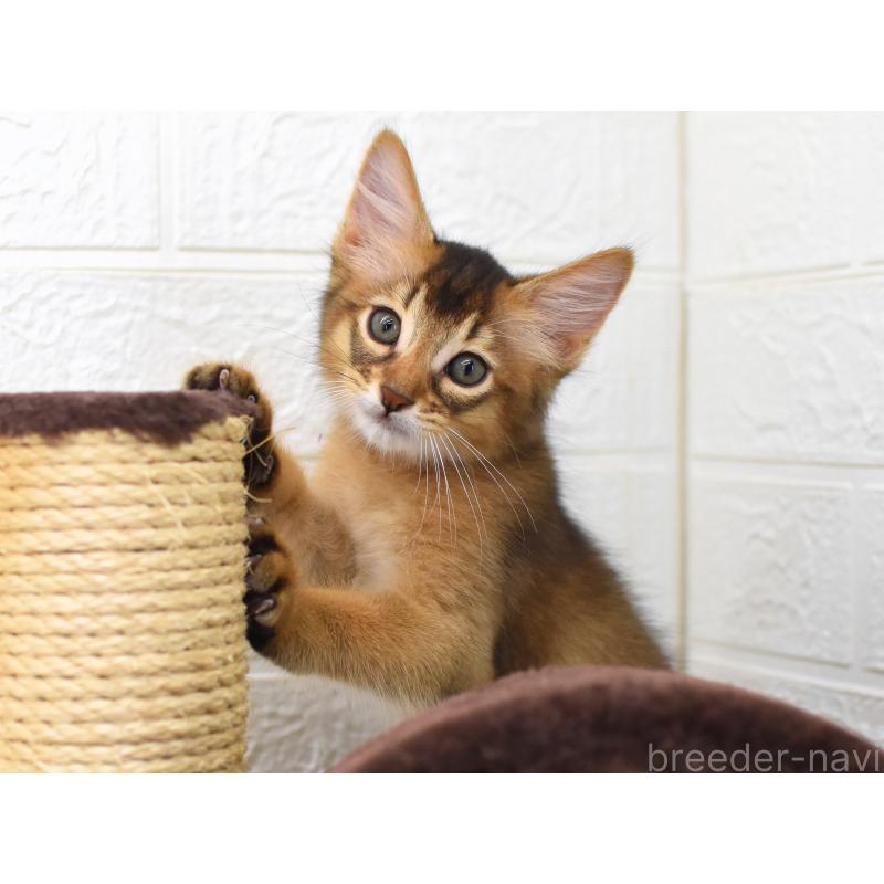 販売中の大阪府のソマリ-127920の3枚目