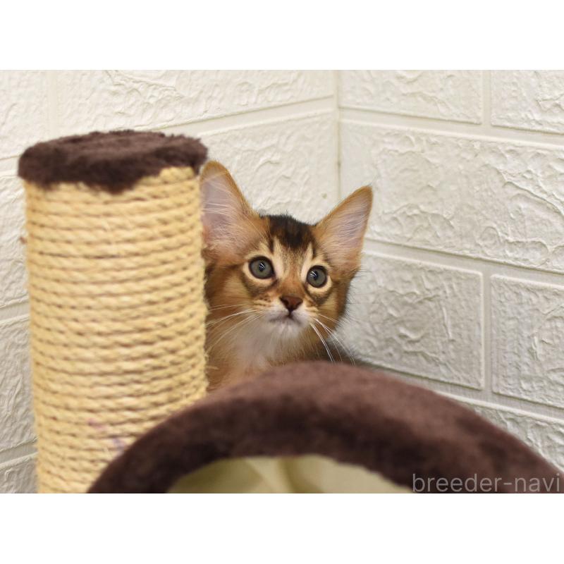 販売中の大阪府のソマリ-127920の2枚目