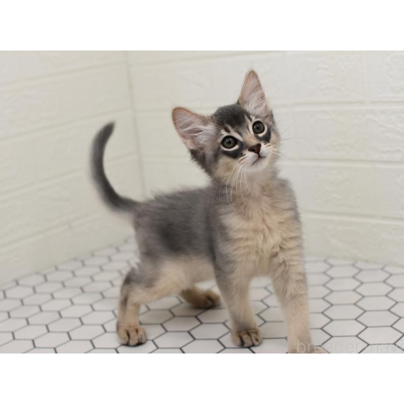 成約済の大阪府のソマリ-127921の10枚目