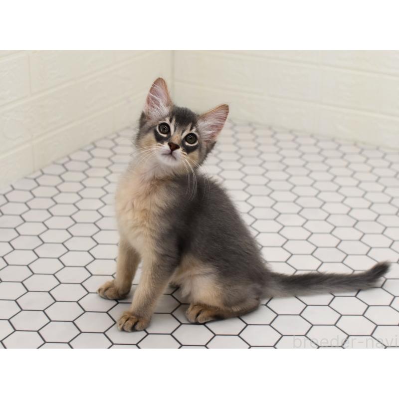 成約済の大阪府のソマリ-127921の9枚目