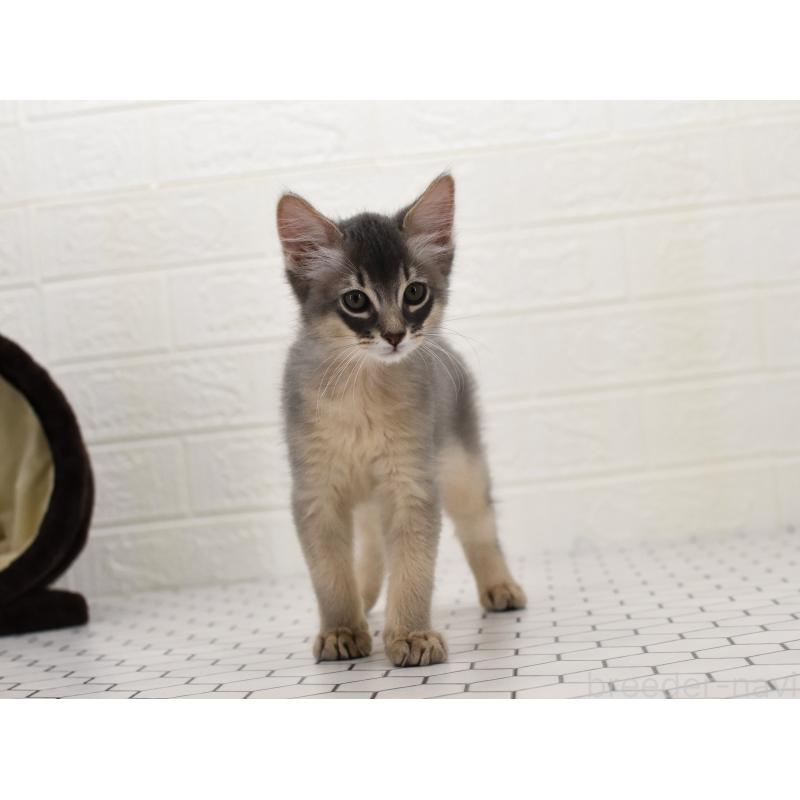 成約済の大阪府のソマリ-127921の8枚目