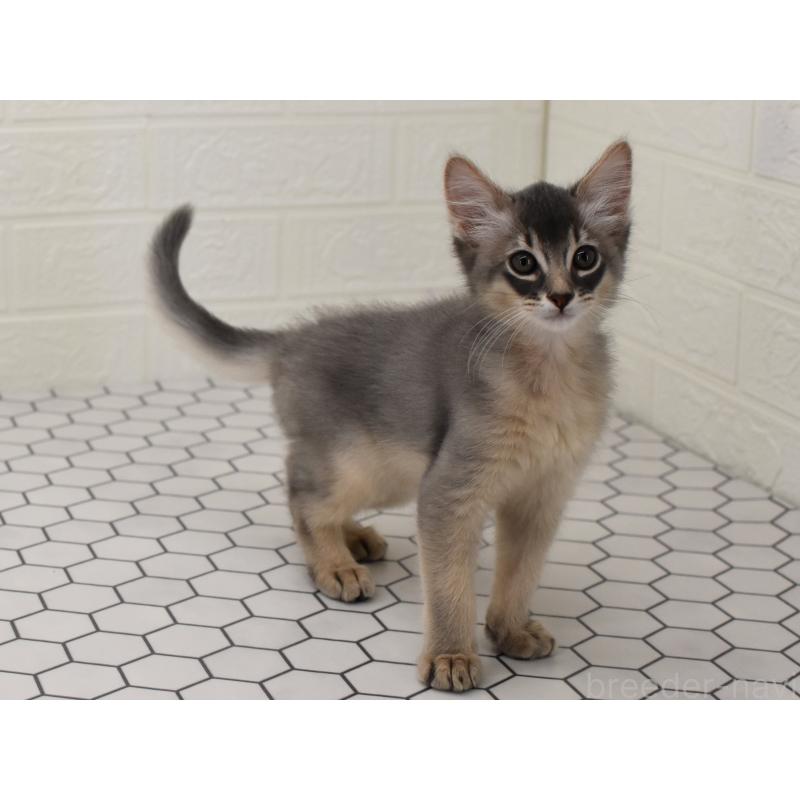 成約済の大阪府のソマリ-127921の7枚目